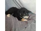 Adopt Blue collar TBN a Black Doberman Pinscher / Alaskan Malamute / Mixed dog