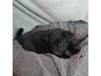 Adopt Grey collar TBN a Black Doberman Pinscher / Alaskan Malamute / Mixed dog
