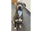 Adopt Rhino a Pit Bull Terrier / Mixed dog in Lincoln, NE (37666224)