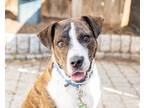 Adopt Truth a Brindle American Pit Bull Terrier / Mixed dog in Washington