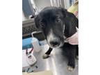 Adopt Duck a Black Mixed Breed (Large) / Mixed dog in Pekin, IL (37666179)