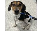 Adopt Thomas Joseph a Beagle / Mixed dog in Des Moines, IA (37666229)