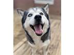 Adopt Ebony a Siberian Husky / Mixed dog in Matawan, NJ (37660659)