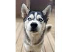 Adopt Peter a Siberian Husky / Mixed dog in Matawan, NJ (37666053)