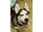 Adopt Edmund a Siberian Husky / Mixed dog in Matawan, NJ (37666052)