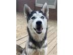 Adopt Aslan a Siberian Husky / Mixed dog in Matawan, NJ (37666051)