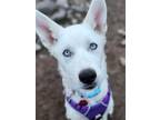 Adopt Jadis a Siberian Husky / Mixed dog in Matawan, NJ (37666050)