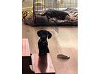 Adopt Daisy A Black Dachshund / Mixed Dog In Green Bay, WI (37666125)