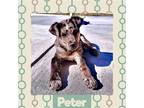 Adopt Peter a Australian Shepherd / Mixed dog in Littleton, CO (37666045)