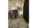 Adopt Pam a Gray or Blue Domestic Shorthair / Domestic Shorthair / Mixed cat in
