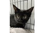 Adopt Tijuana a All Black Domestic Shorthair / Domestic Shorthair / Mixed cat in