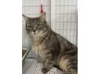Adopt Bristol a Gray or Blue Domestic Longhair / Domestic Shorthair / Mixed cat