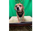 Adopt Buster a Black - with Tan, Yellow or Fawn Beagle / Mixed dog in Fairmont