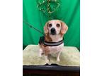 Adopt Snoopy a Black - with Tan, Yellow or Fawn Beagle / Mixed dog in Fairmont