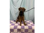 Adopt Copper a Black - with Tan, Yellow or Fawn Rottweiler / German Shepherd Dog