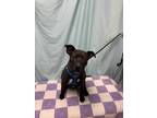 Adopt Guiness a Brown/Chocolate Labrador Retriever / Mixed dog in Fairmont