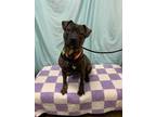 Adopt Fletcher a Brindle Pit Bull Terrier / Mixed dog in Fairmont, WV (37665754)