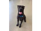 Adopt Kane a Brown/Chocolate Cane Corso / Mixed dog in Chicago, IL (37665234)