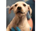 Adopt Meredith Grey A White Labrador Retriever / Mixed Dog In Bowling Green