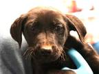 Adopt Callie Torres A Black Labrador Retriever / Mixed Dog In Bowling Green
