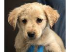 Adopt Christina Yang A White Labrador Retriever / Mixed Dog In Bowling Green