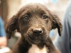 Adopt Alex Karev A Black Labrador Retriever / Mixed Dog In Bowling Green