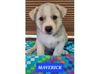 Adopt Maverick a Gray/Blue/Silver/Salt & Pepper Husky / Mixed dog in Phoenix