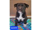 Adopt Scott a Black Husky / Mixed dog in Phoenix, AZ (37665684)