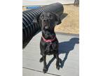 Adopt Lucky a Black Labrador Retriever / Mixed dog in Queenstown, MD (37658994)