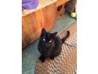 Adopt Spike a Black (Mostly) American Shorthair / Mixed (short coat) cat in