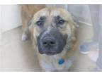 Adopt Major (Wolf) A Shepherd (Unknown Type) / Mixed Dog In Mountain Home