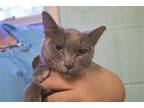 Adopt Gracey May A Gray Or Blue Russian Blue / Mixed Cat In Mountain Home