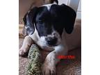 Adopt Martha a Catahoula Leopard Dog / Labrador Retriever / Mixed dog in El