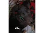 Adopt Mikey a Catahoula Leopard Dog / Labrador Retriever / Mixed dog in El