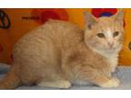 Adopt Phoenix a Tan or Fawn Domestic Shorthair / Domestic Shorthair / Mixed cat