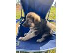 Adopt RYDER VON RILEY a Black - with Tan, Yellow or Fawn German Shepherd Dog /