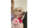Adopt TAMARA a White - with Tan, Yellow or Fawn Poodle (Standard) / Mixed dog in