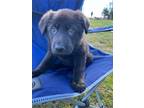 Adopt RAVEN VON RILEY a Black German Shepherd Dog / Mixed dog in Lake Oswego