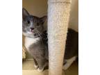 Adopt Oliver a Gray or Blue Domestic Shorthair / Domestic Shorthair / Mixed cat