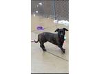 Adopt Chloe a Brindle Dachshund / Pit Bull Terrier / Mixed dog in Taylor