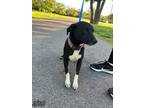 Adopt Fenna A Black Labrador Retriever / Mixed Dog In Bryan, TX (37665032)