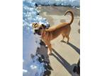 Adopt Dempsey A Tan/Yellow/Fawn Mixed Breed (Large) / Mixed Dog In De Pere