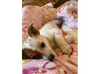 Adopt Prince A White - With Brown Or Chocolate Mixed Breed (Medium) / Mixed Dog