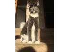 Adopt Luna a Gray or Blue (Mostly) Chartreux / Mixed (short coat) cat in Boynton