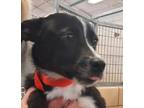 Adopt Luisa a Black Shih Tzu / American Pit Bull Terrier / Mixed dog in Wooster