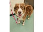 Adopt Violet a Brown/Chocolate Australian Shepherd / Mixed dog in Williamsport