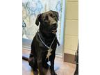 Adopt Zeus a Black Labrador Retriever / Mixed dog in Florence, AL (37664844)