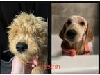 Adopt Tucson a Goldendoodle dog in Buffalo, NY (37664834)