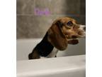 Adopt Darla a Beagle / Mixed dog in Buffalo, NY (37658909)