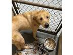 Adopt 23-03-0809 Champ a Golden Retriever / Mixed dog in Dallas, GA (37664824)